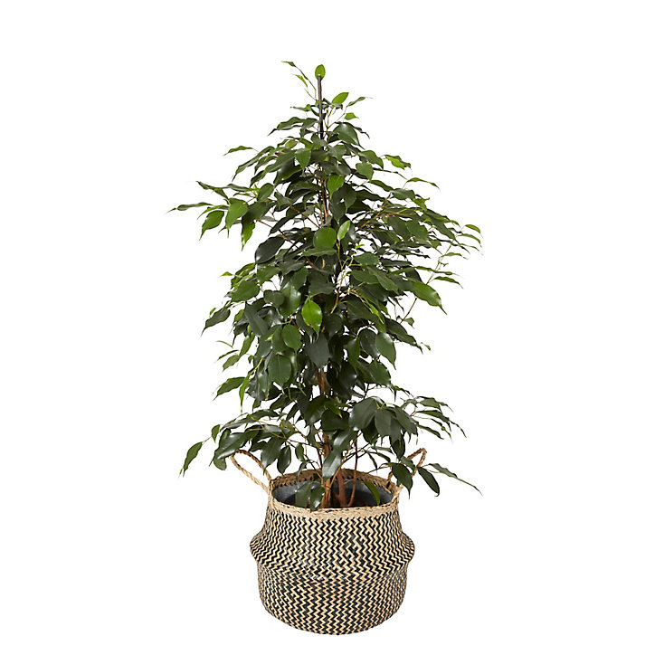 Figuier pleureur, assortiment, 21 cm