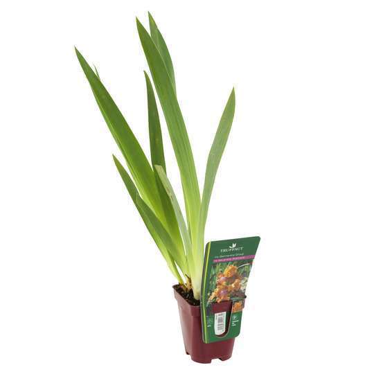 Iris des jardins Rusticana : godet rouge