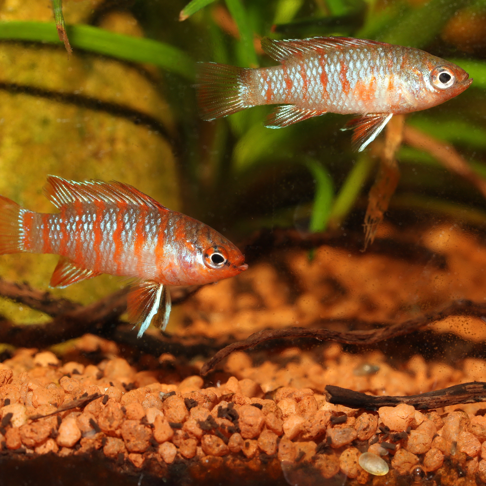 Pronovo Cichlid Grano S 750ml Click (3x 250ml) | Aquariumvoer