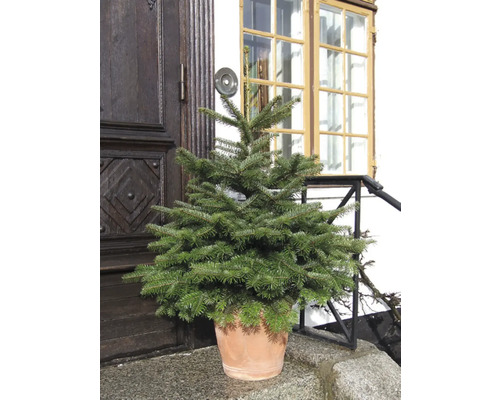 Nordmann spar selectie 60-80 cm Co 10 L gekweekt in een pot, geschikt om te planten