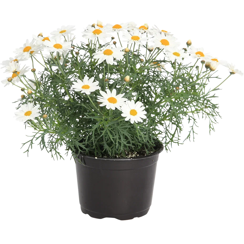 Argyranthemum 27 cm Margeritt XXL Ø27 cm