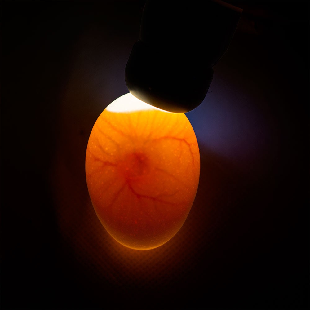 Mire oeuf led