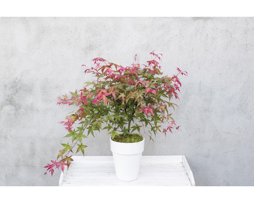 Japanse esdoorn Acer palmatum 'Beni Maiko' H 30-40 cm Co 3 L