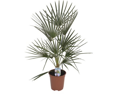 Dwergpalm Chamerops humilis H 80 cm Ø 21 cm pot