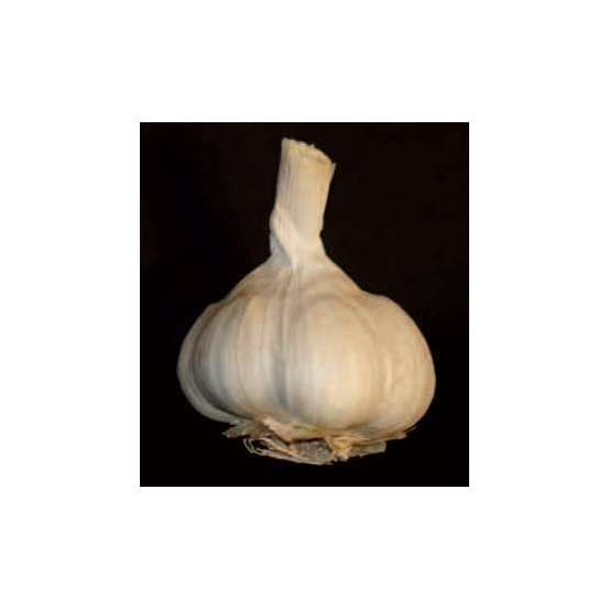 Bulbes d'ails blancs 'Thérador' en filet - 250 g