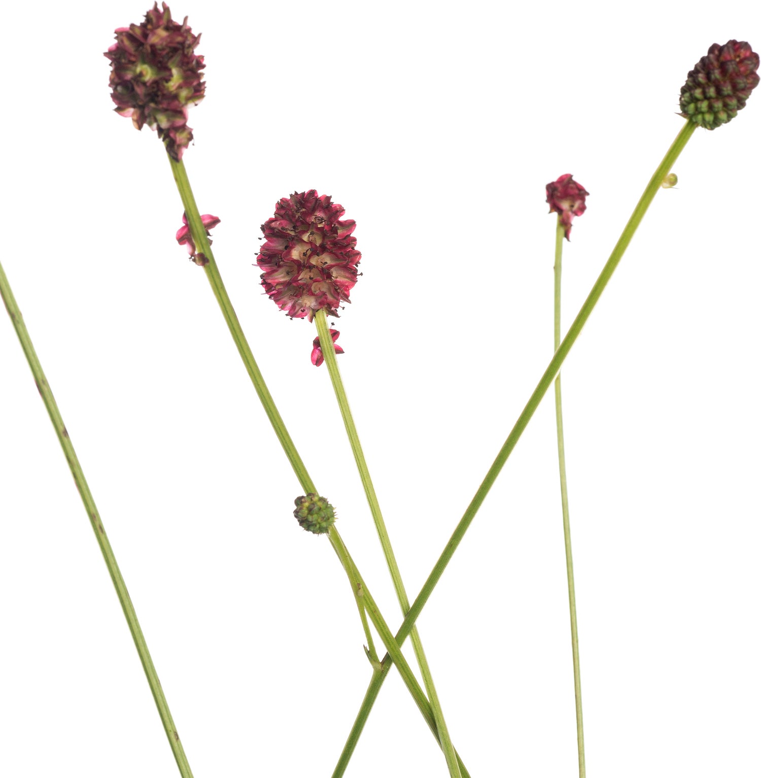 Pimpernel (Sanguisorba officinalis 'Tanna') D 11 H 10 cm