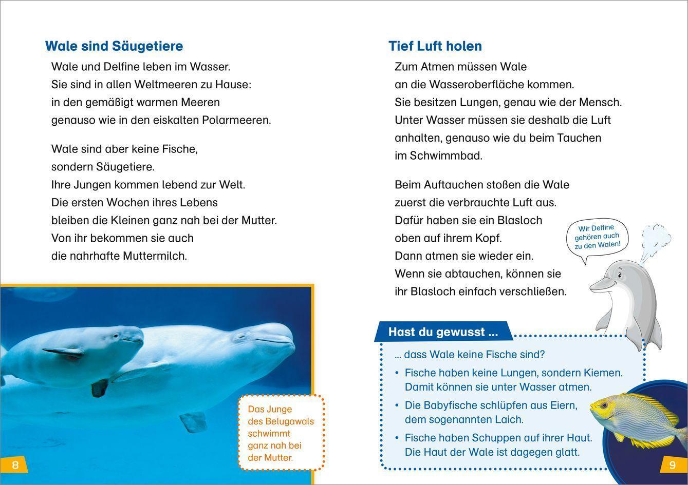 Wale und Delfine / WAS IST WAS Erstes Lesen Bd.1