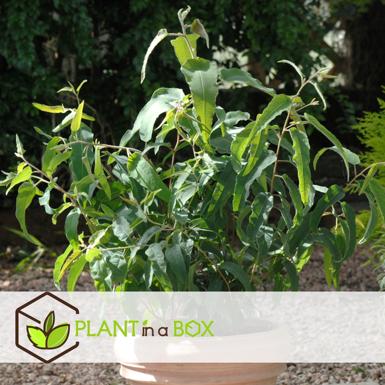 Eucalyptus 'citriodora' - buisson d'eucalyptus - ⌀19 cm - h35 cm