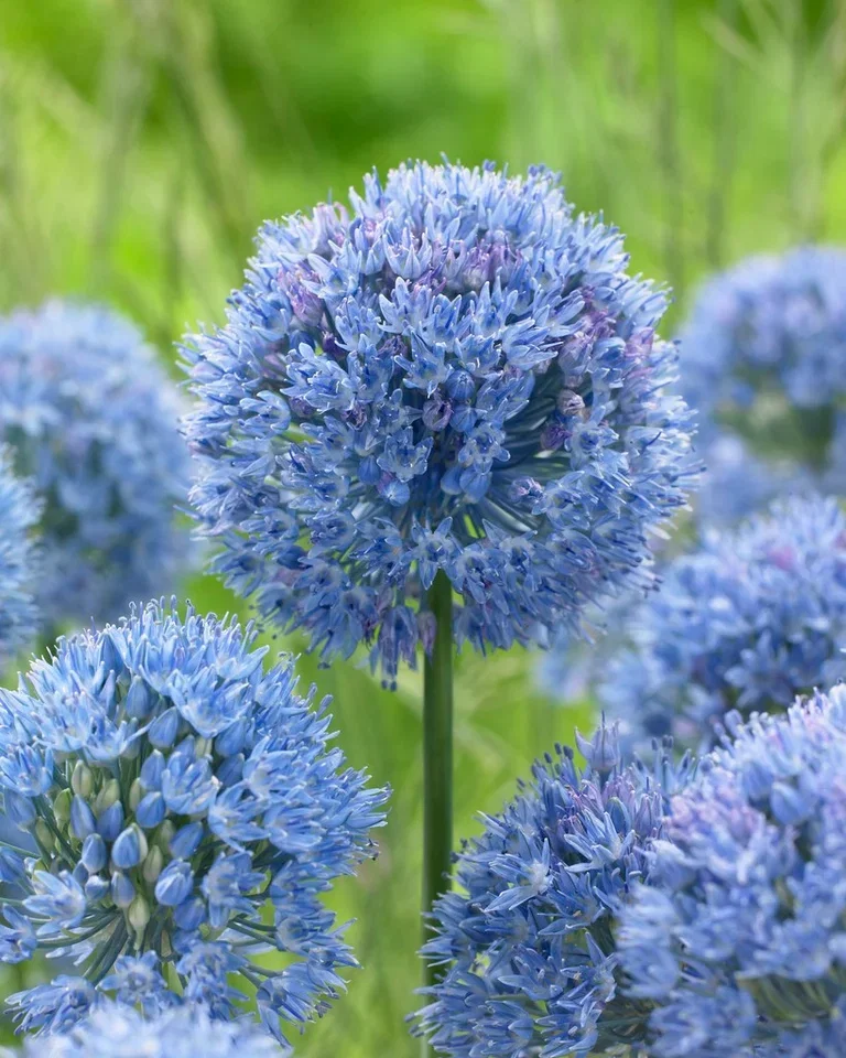Allium caeruleum Asurløk