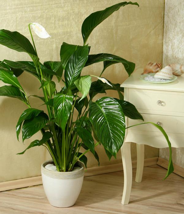 Einblatt - Spathiphyllum wallisii 'Silvana'
