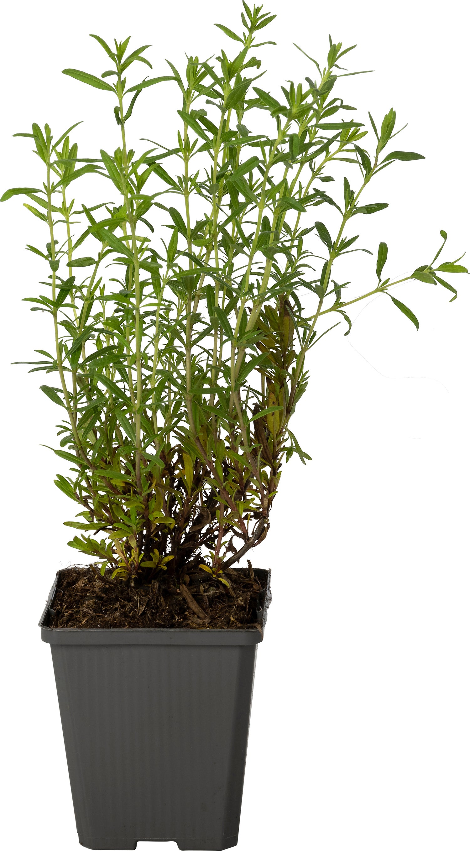 Hysop (Hyssopus officinalis 'Roseus') D 9 H 15 cm