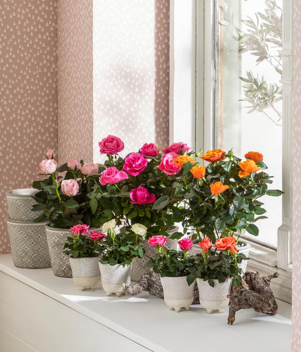 Großblütige Topfrose - Rosa chinensis,