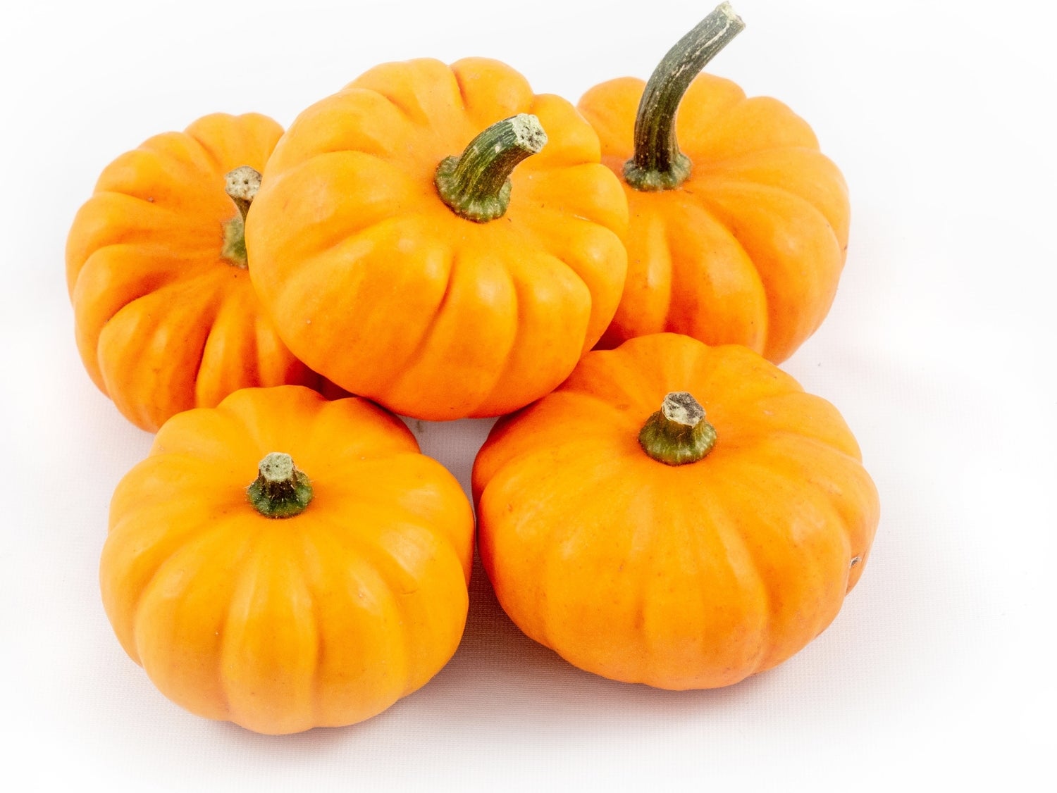 Pompoen (Cucurbita 'Jack Be Little') D 8 cm