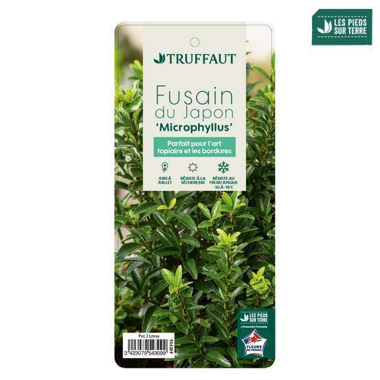 Euonymus japonicus 'Mycrophyllus' : pot 3L