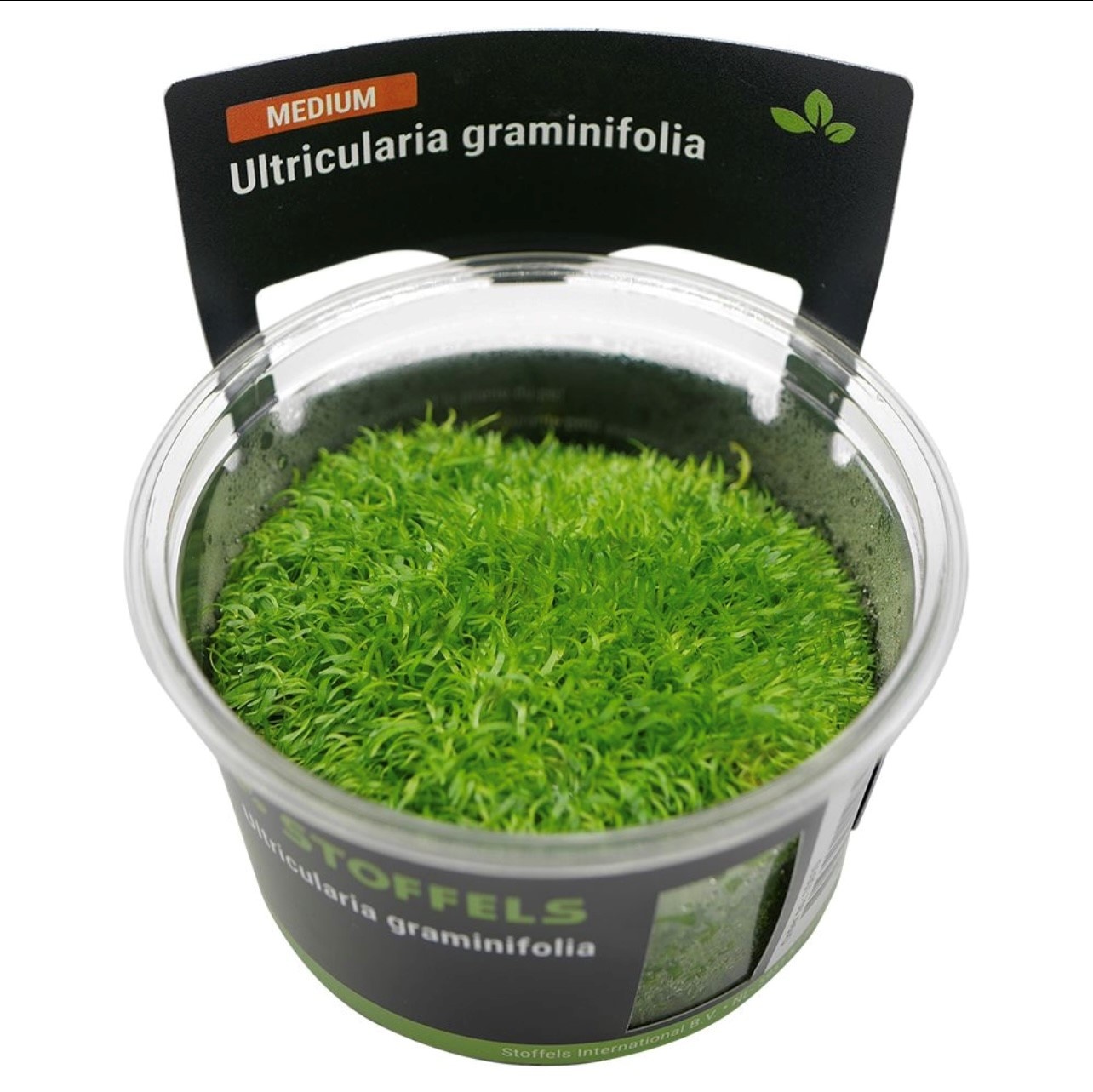 Waterplant Utricularia graminifolia in-vitro | Aquarium mos
