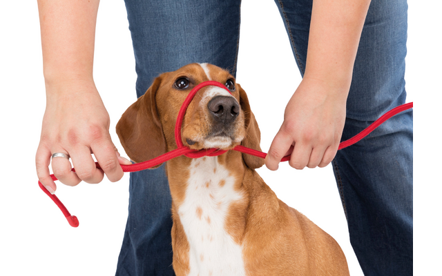 Jollypaw Erste Hilfe Set für Hunde und Katzen