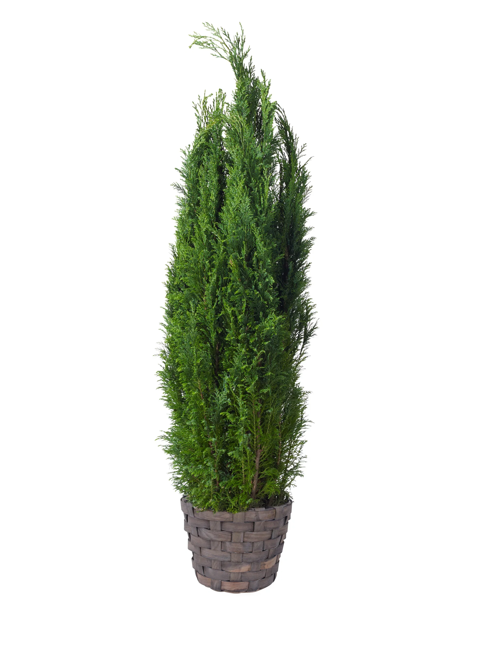 Chamaecyparis lawsoniana 'Ellwoodii' Lawsonsypress  'Ellwoodii' Høyde 100 cm