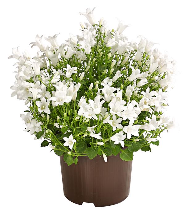 Glockenblume - Campanula portenschlagiana 'Get