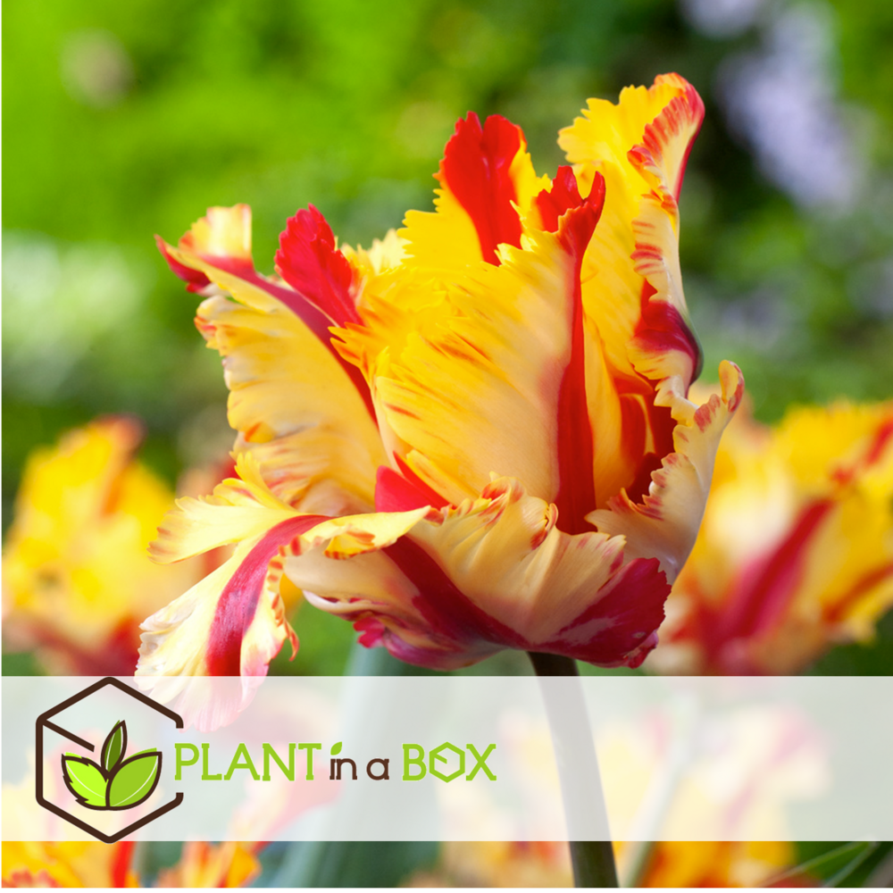 Tulipa flaming parrot - bulbes à fleurs x20 - tulipe - tulipe perruche