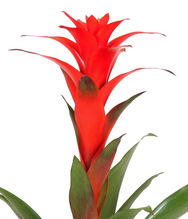 Guzmanie - Guzmania calypso, in Keramik