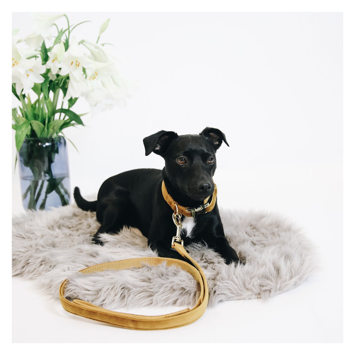 KENTUCKY DOGWEAR Hundeleine Velvet  - mustard