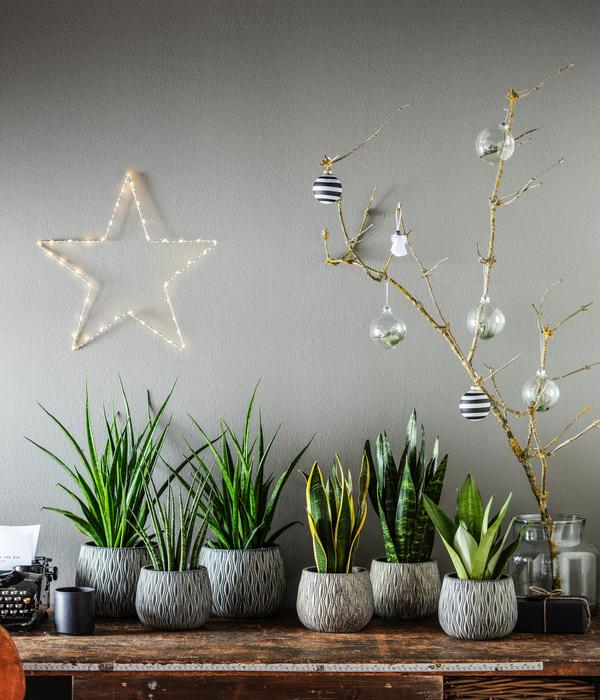 Bogenhanf - Sansevieria zeylanica