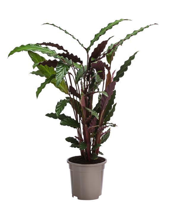 Korbmarante - Calathea rufibarba
