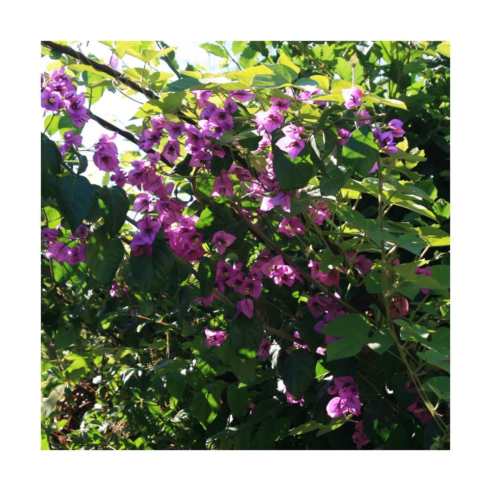 Bougainvillier violet de mèze/bougainvillea specto-glabra 'violet de mèze'[-]pot de 3l - 60/120 cm