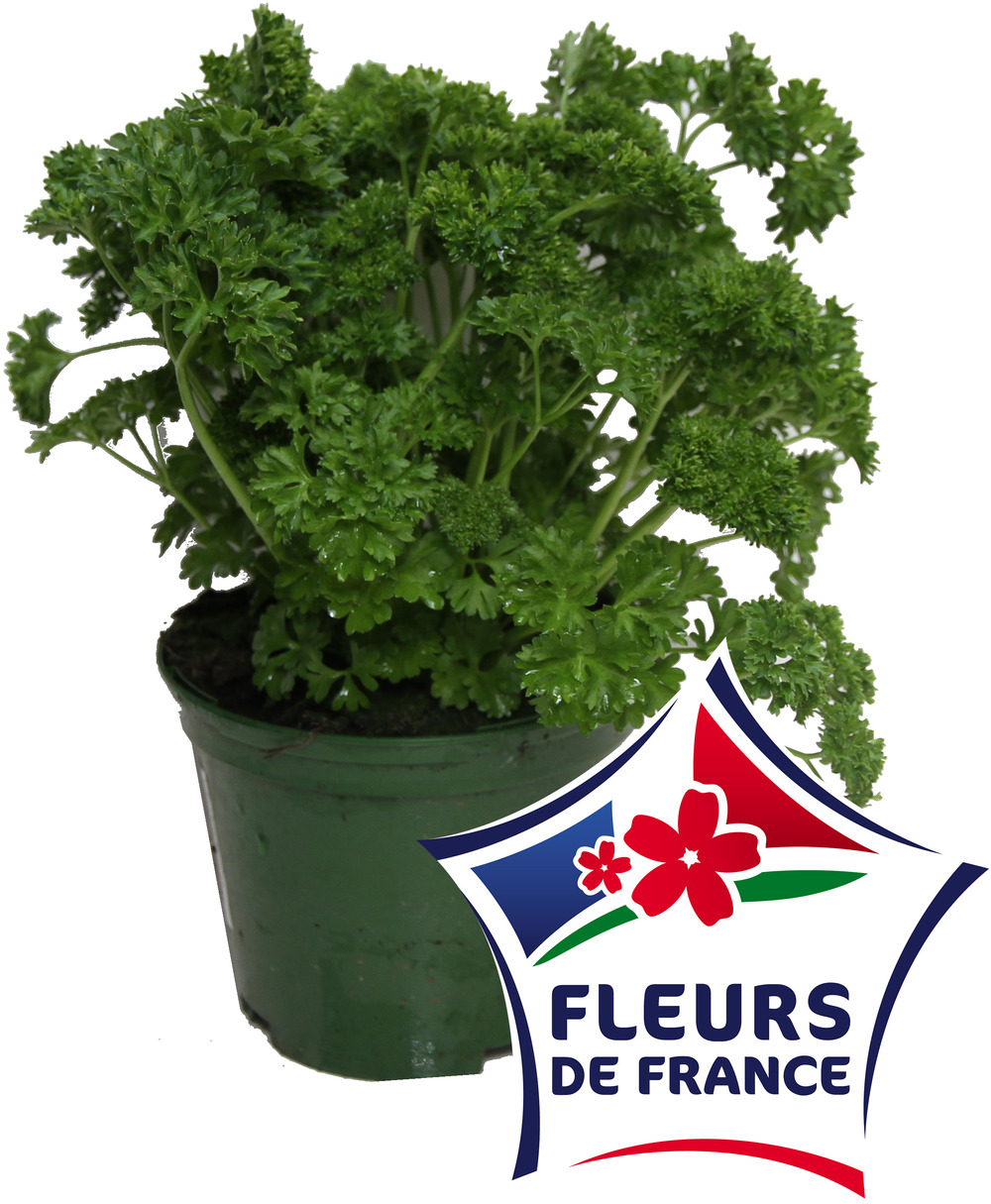 Persil frise pot 14 cm