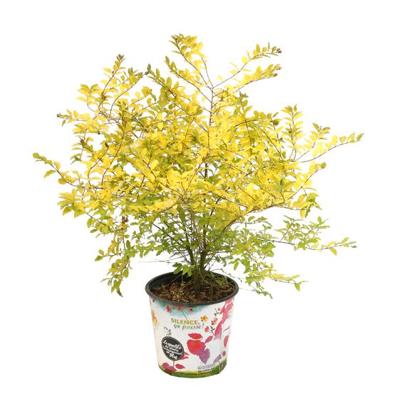 Ligustrum sinensis ' Lemon and LimeTM ' : ctr 5 litres