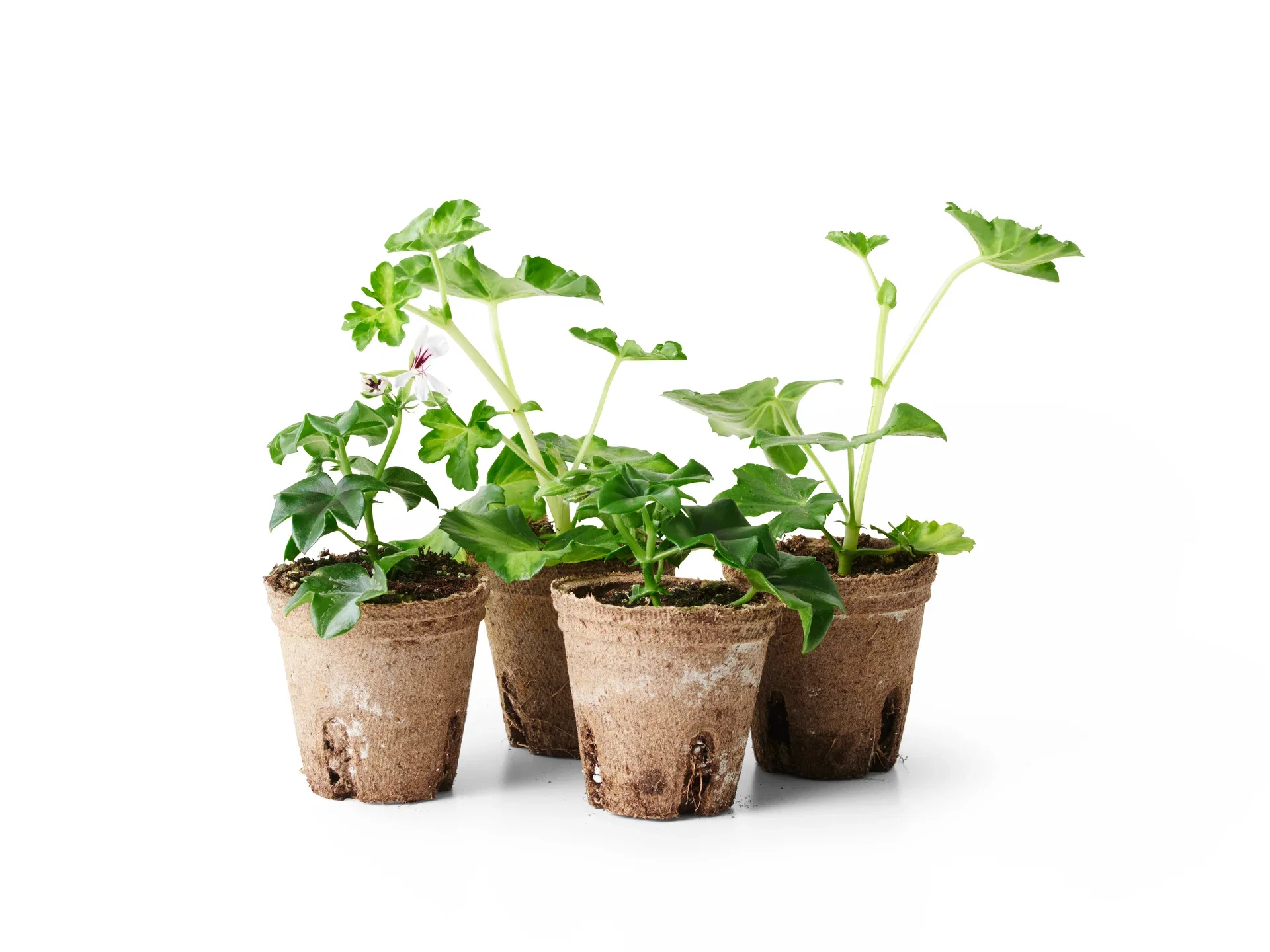 Pelargonium peltatum Slyngpelargonia stikling Ø6 cm