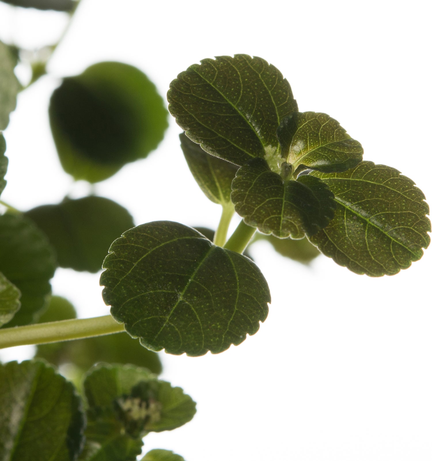 Kanonplantje (Pilea depressa 'Sao Paulo') D 15 H 25 cm
