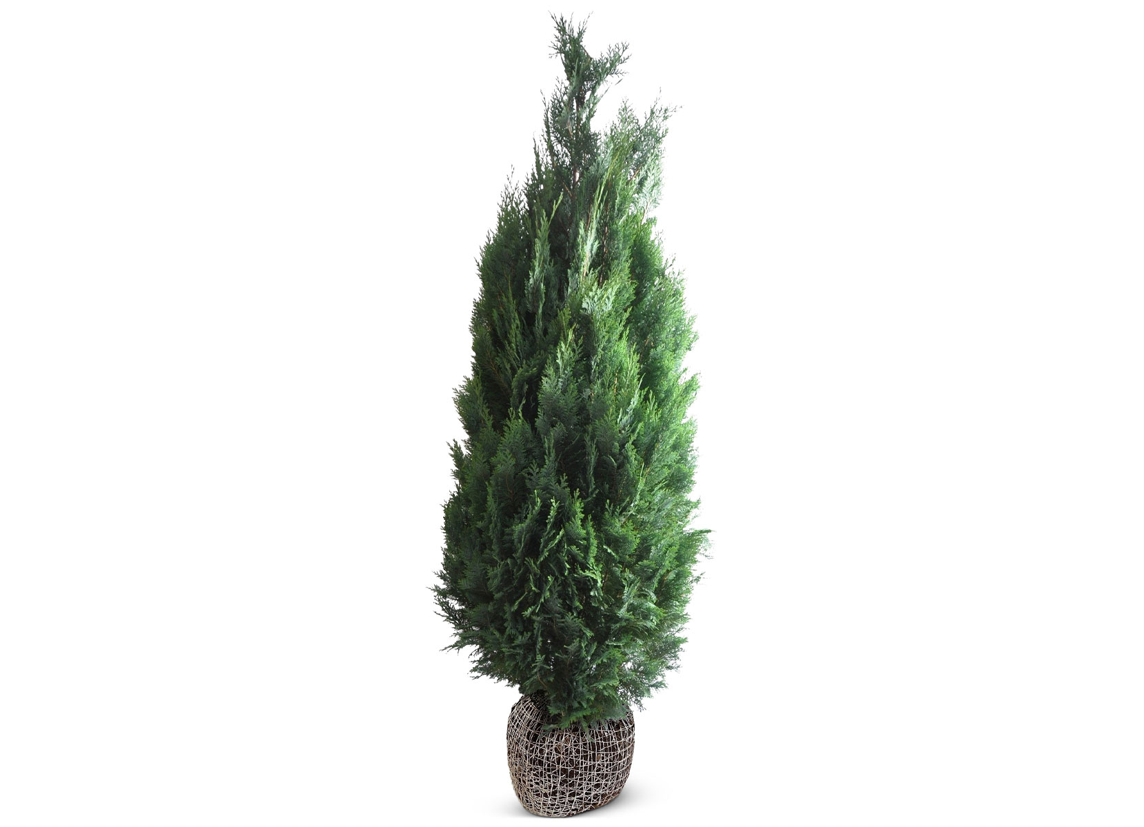 Scheinzypresse Heckenpflanze Chamaecyparis lawsoniana Columnaris 180-200cm