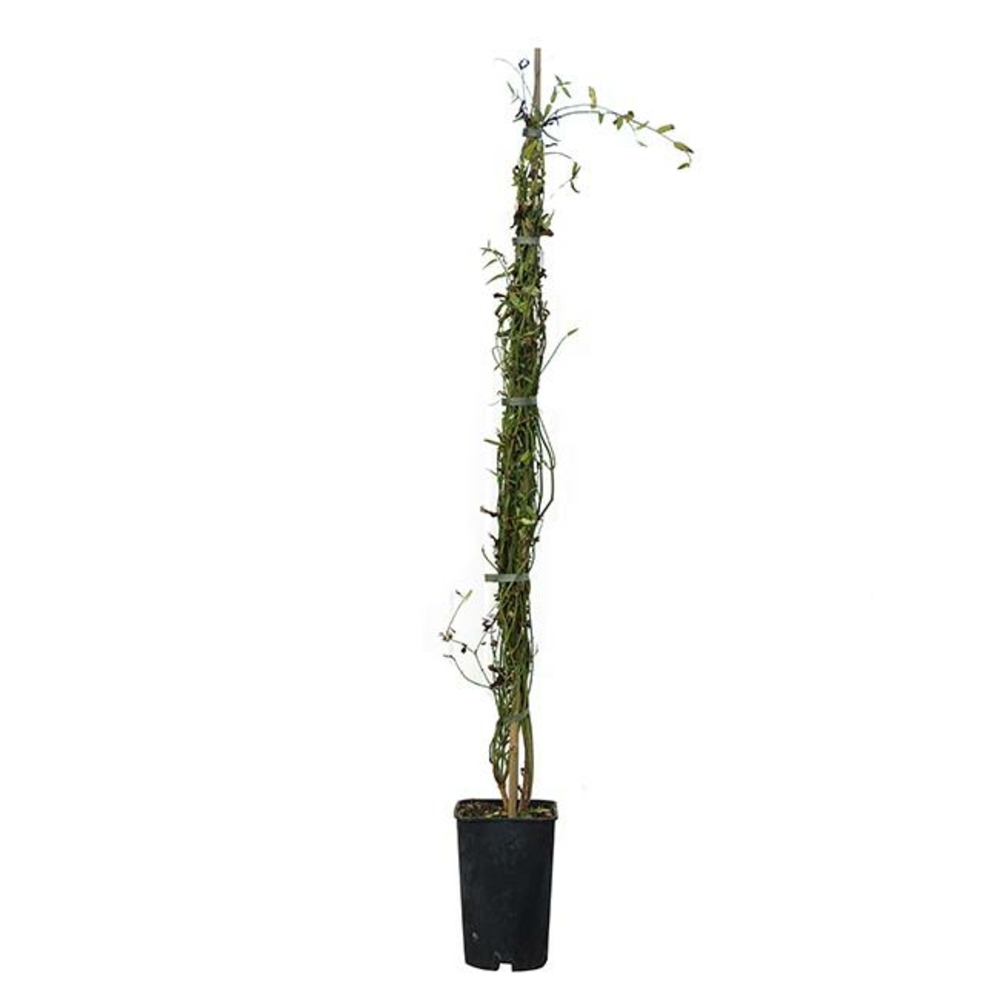 Jasmin blanc officinal jasminum officinalis 3l