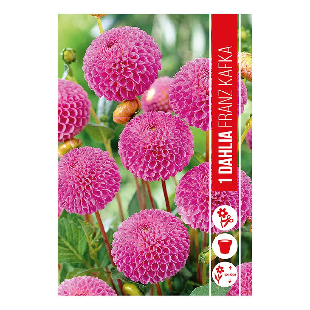 VÅRLØK DAHLIA FRANZ KAFKA