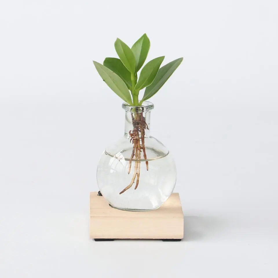 Varkensboom in glas met verlichting - Clusia rosea - Hoogte 15-20cm - ⌀8cm