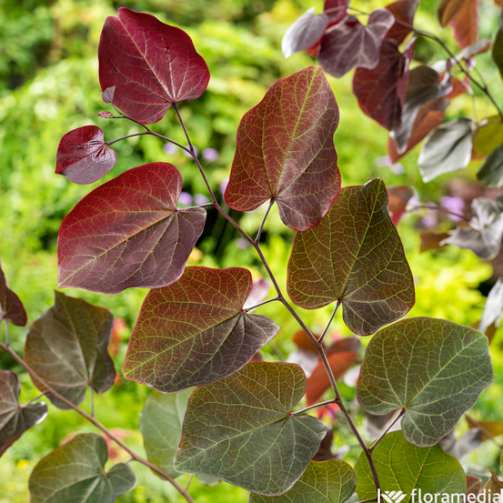 Cercis 'Merlot' Pot 15L