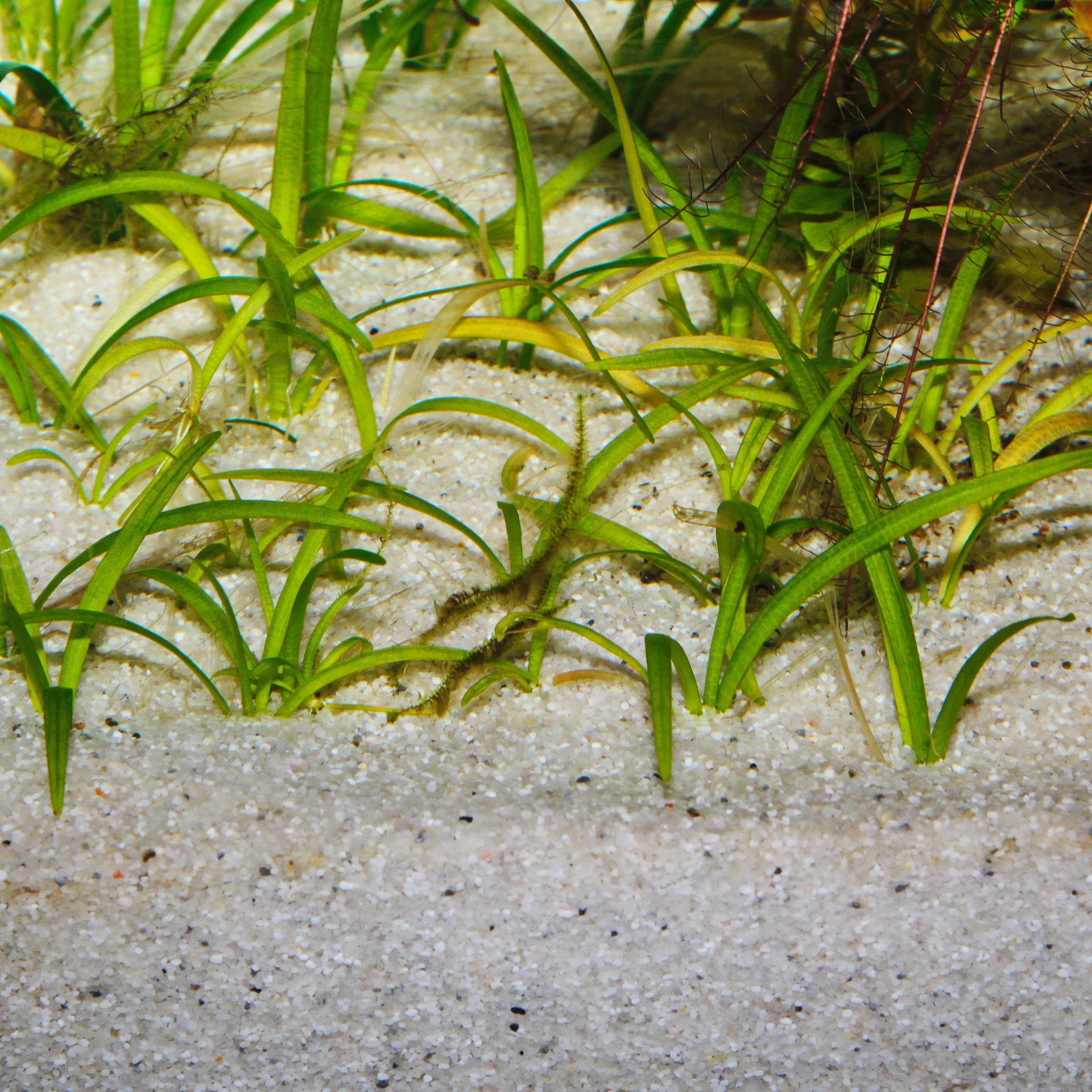 JBL Sansibar River 10kg