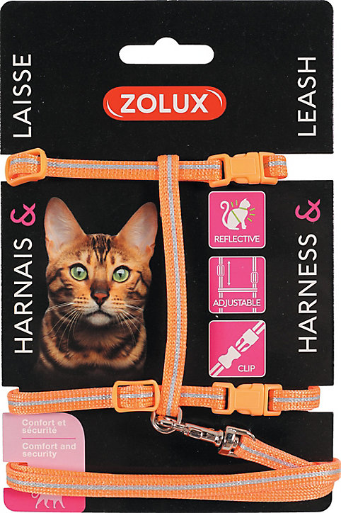 Kit sellerie pour chat orange