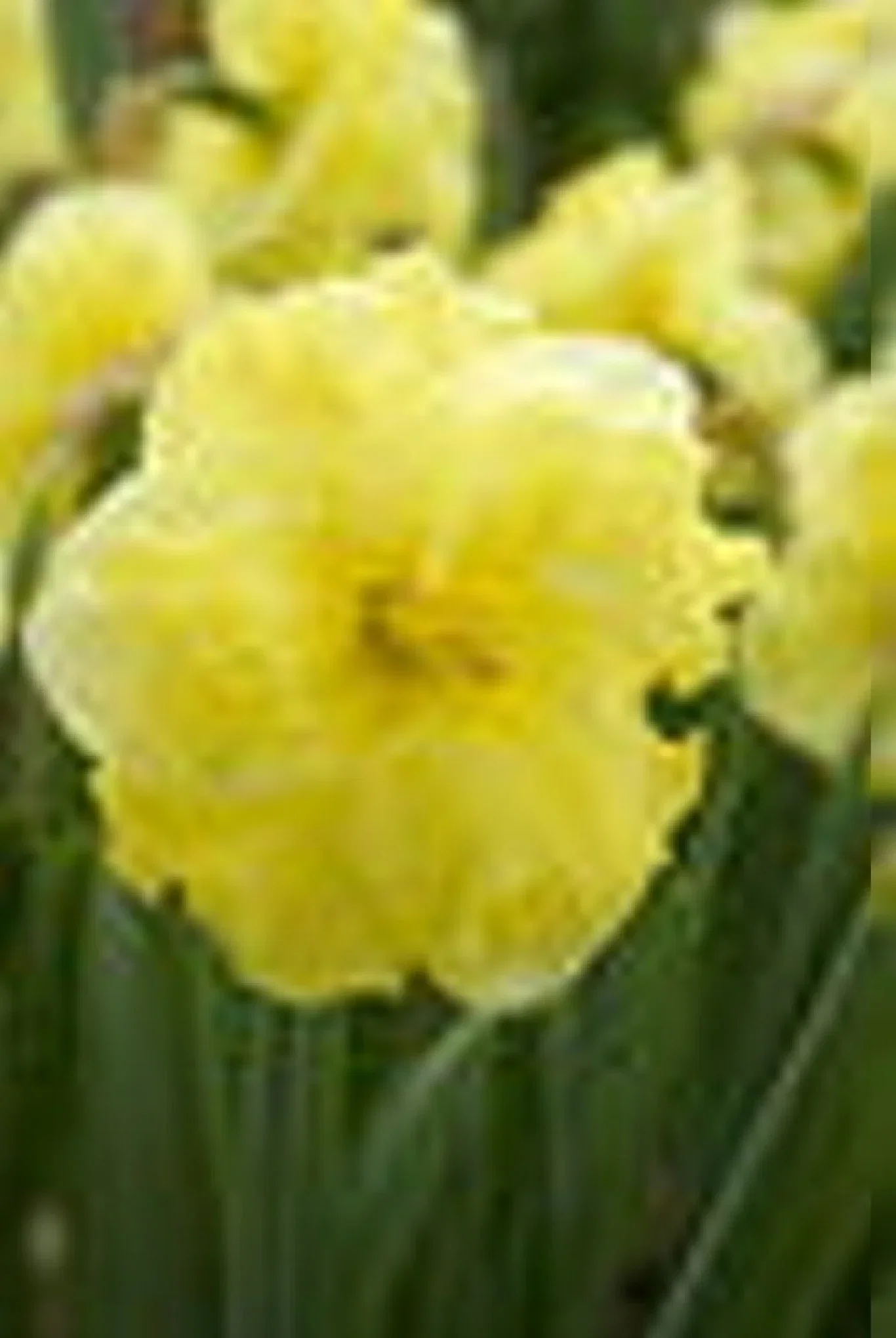 Narcissus pseudonarcissus 'Sunny Side Up' Påskelilje 'Sunny Side Up'