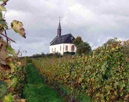 Wildkräuterwanderung durch die Weinberge als Geschenk | MYDAYS