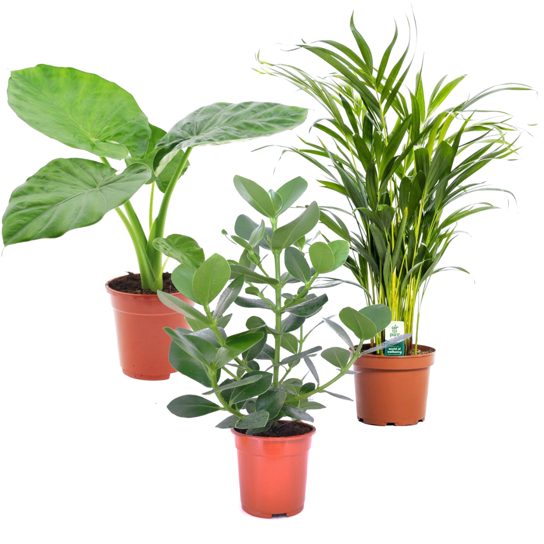 Alocasia, clusia, areca - mélange de 2 - pot 17cm - hauteur 50-70cm