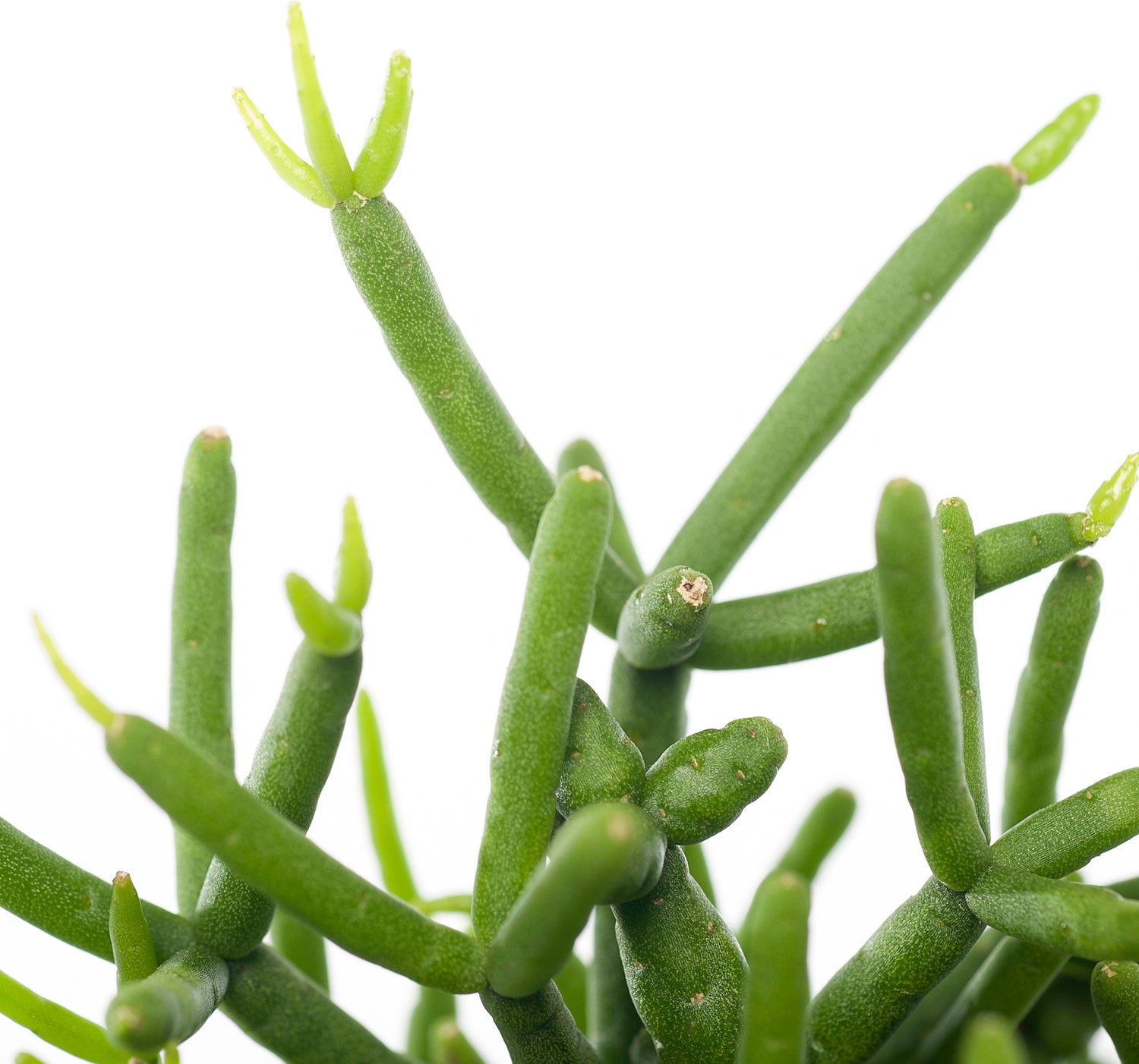 Rotskoraal (Rhipsalis heteroclada) D 12 H 25 cm