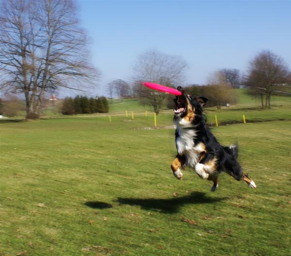 Healthy Hundespielzeug Fly, ca. Ø22 cm
