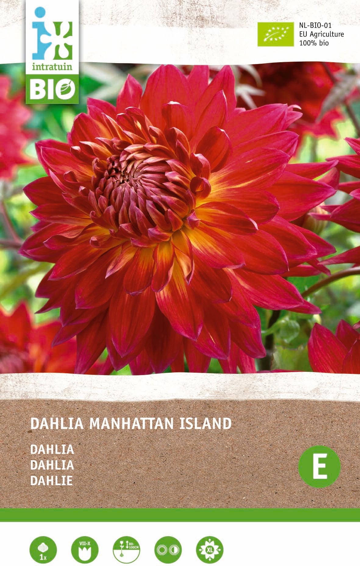Intratuin Biologische Dahlia knol (Dahlia 'Manhattan Island')