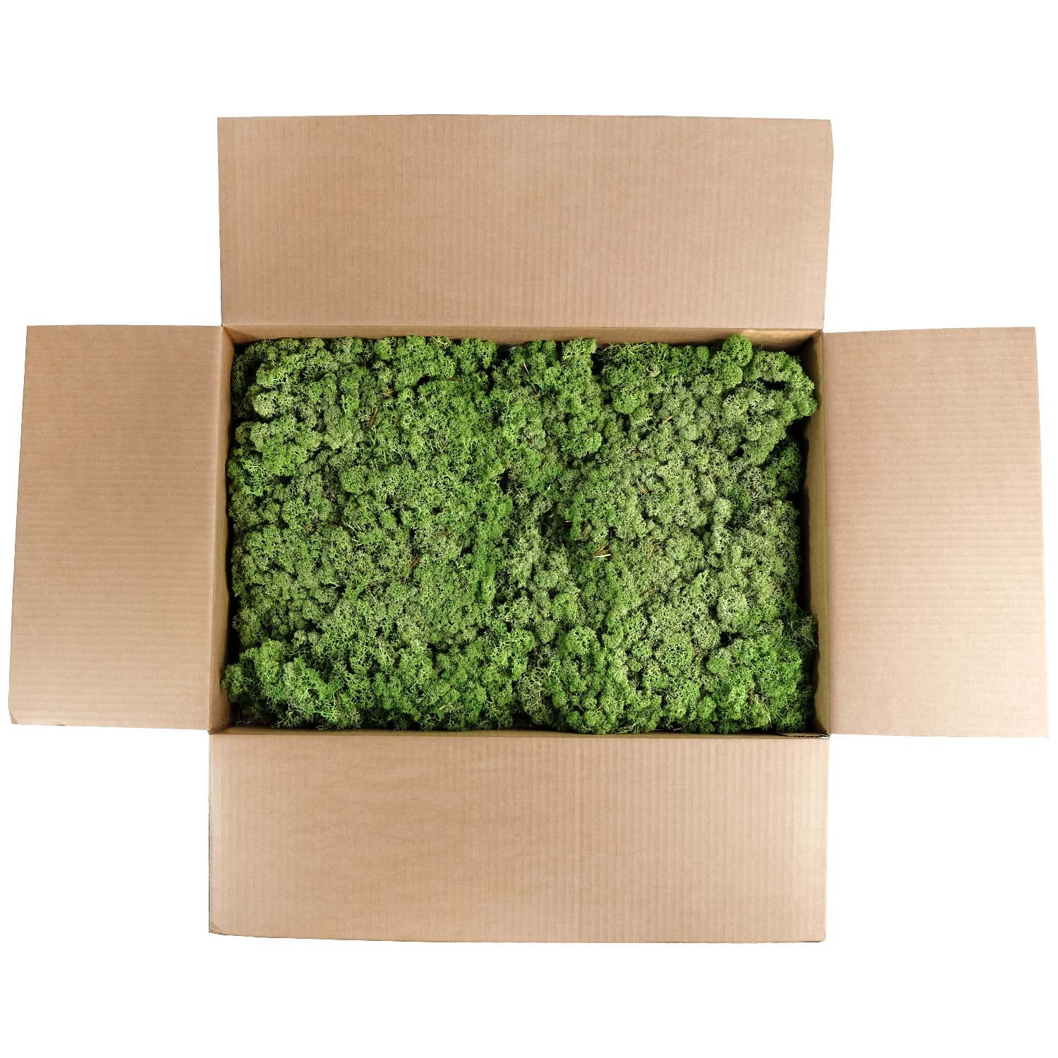 Lic/4070 lichen stabilisée vert moyen box 4 kg
