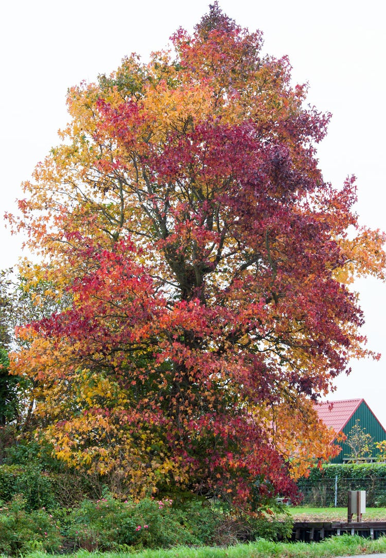Amberboom (Liquidambar styraciflua) D 31 H 200 cm