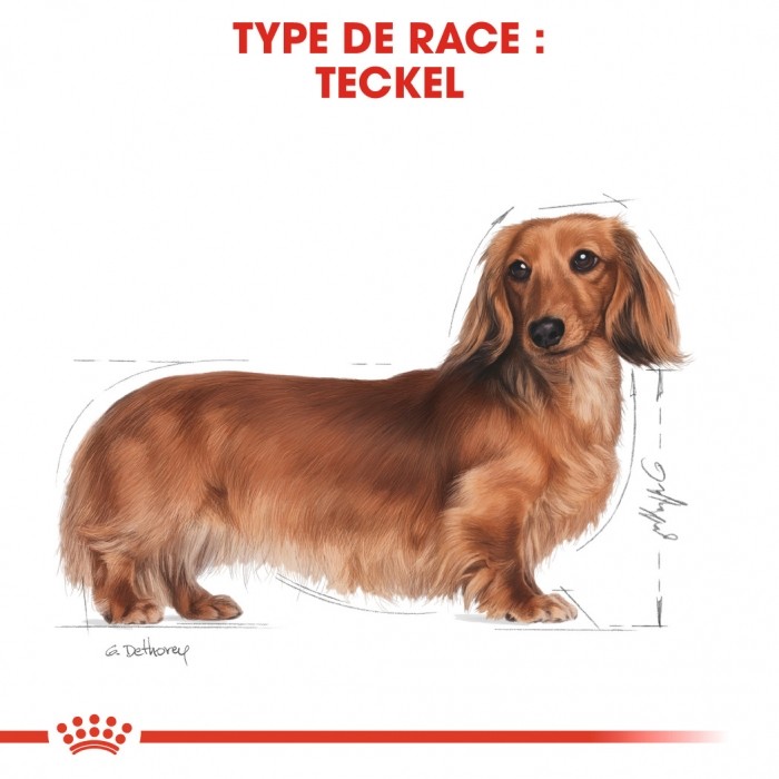 Royal Canin Teckel (Dachshund) - Pâtée pour chien