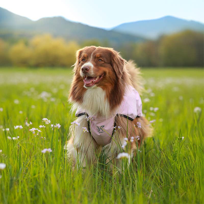 Cyclone Dog Jacket Hund Pink Mist