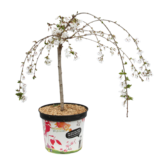 Prunus 'Snow Fountains' : pot 7L
